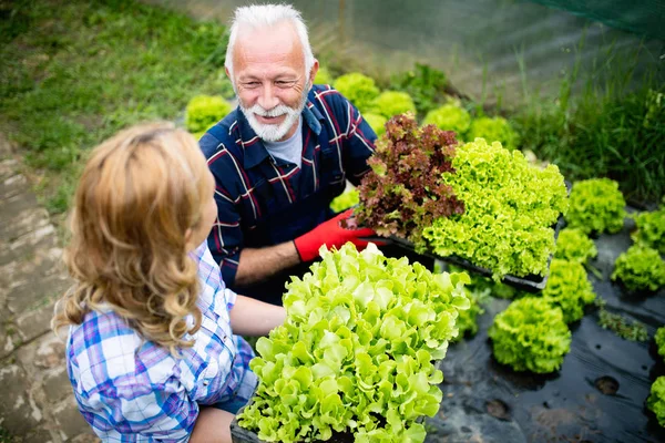 Grootvader Die Groenten Verbouwt Met Kleinkinderen Familie Boerderij — Stockfoto