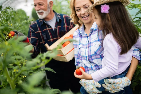 Avô cultivando hortaliças orgânicas com netos e família na fazenda — Fotografia de Stock