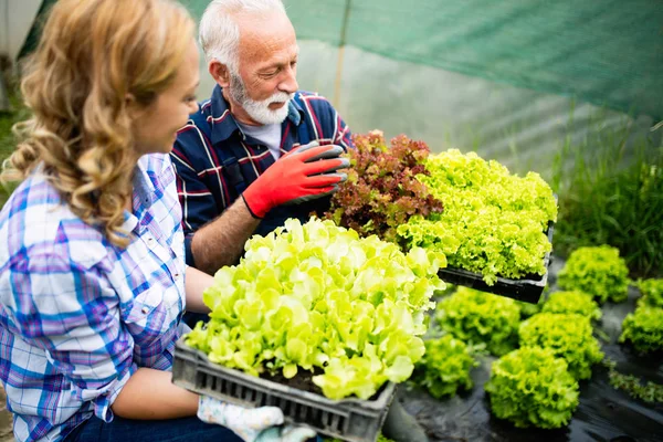 Grootvader Die Groenten Verbouwt Met Kleinkinderen Familie Boerderij — Stockfoto