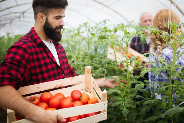 Familia Campesina Feliz Recogiendo Verduras Orgánicas Jardín — Foto de Stock