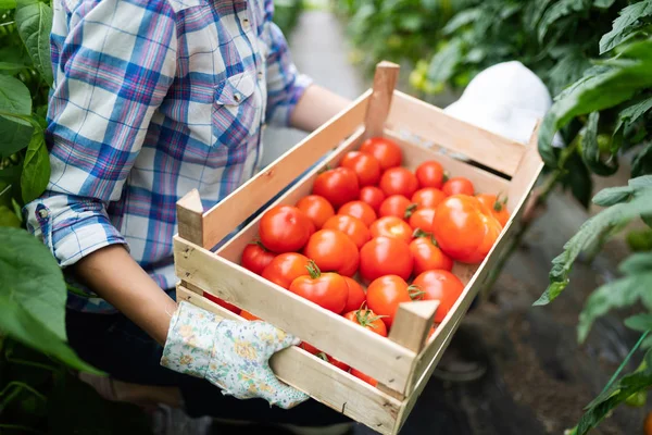 Familia Campesina Cultivando Verduras Con Niños Familia Granja —  Fotos de Stock