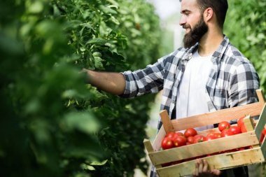 Bir serada çalışan yakışıklı genç.