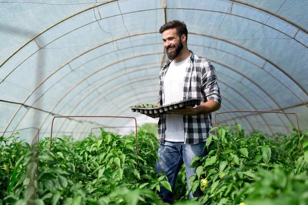 Bonde Plantering Unga Plantor Grönsakslandet — Stockfoto