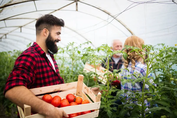 Young Happy Couple Farmers Working Greenhouse — Stock Photo, Image