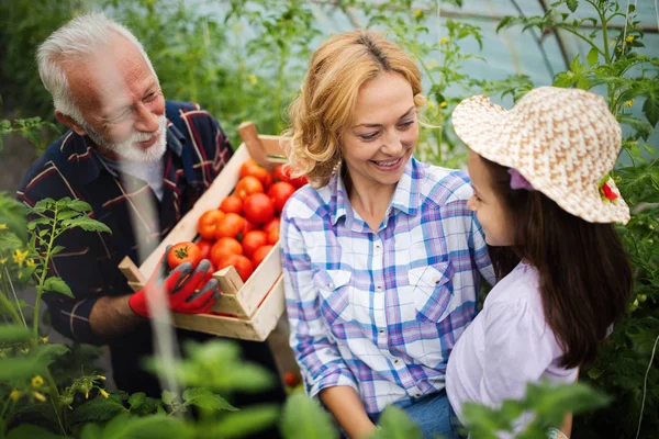 Avô Cultivando Legumes Com Netos Família Fazenda — Fotografia de Stock