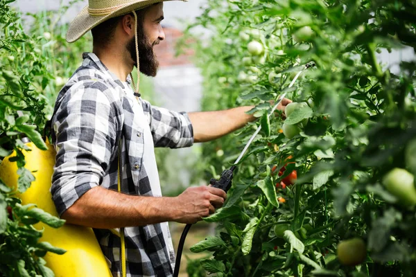 与水或植物保护产品 如杀虫剂防治病虫害的喷涂蔬菜 — 图库照片
