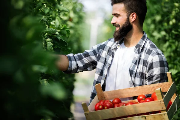 Manliga Stilig Bonde Plocka Färska Tomater Från Hans Drivhus Trädgård — Stockfoto