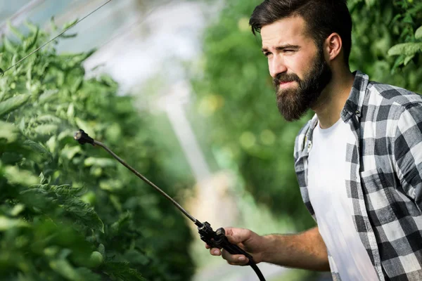 Hombre Rociando Protegiendo Planta Tomate Invernadero — Foto de Stock
