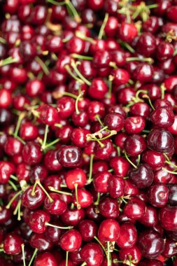 Olgun kiraz yığınını yaprak ve saplarla kapatın. Büyük bir taze kiraz koleksiyonu.