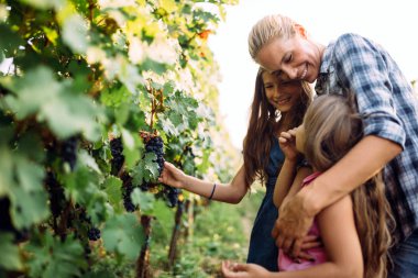 Winemaker ailede mutlu birlikte bağ hasat önce