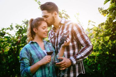 Şarap üreticileri üzüm bağlarında üzüm topluyor.