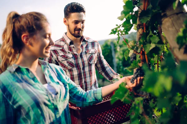 Para petani anggur memetik buah anggur di kebun anggur — Stok Foto