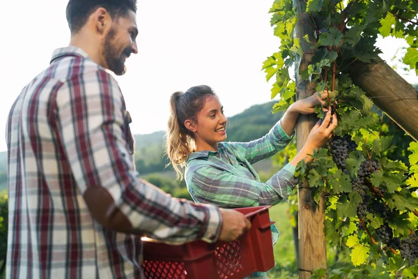 Vinodlare som skördar druvor i vingården — Stockfoto