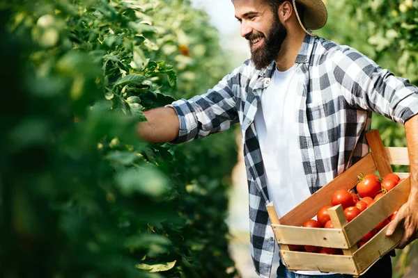 Masculino Bonito Agricultor Escolher Fresco Tomates Partir Seu Hothouse Jardim — Fotografia de Stock