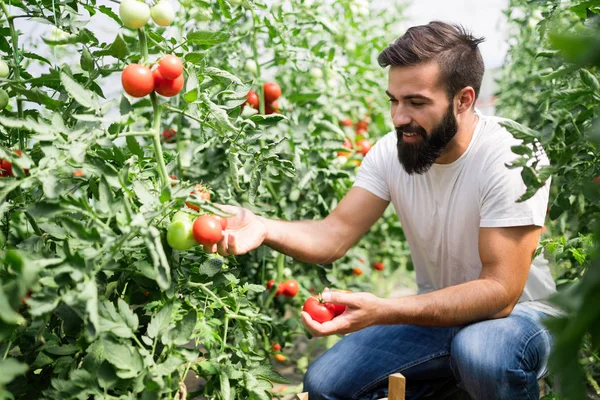 Organik çiftçi onun domates bir sera içinde kontrol