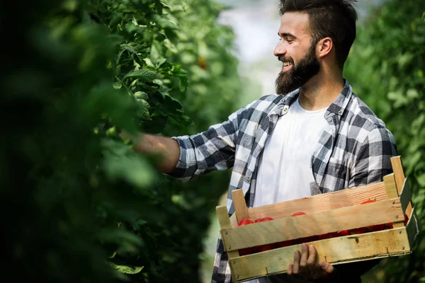 Vriendelijke Jonge Boer Aan Het Werk Kas — Stockfoto