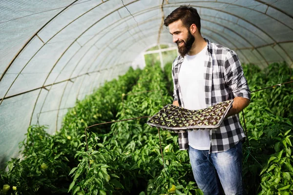 Atractivo Feliz Agricultor Masculino Trabajando Invernadero — Foto de Stock