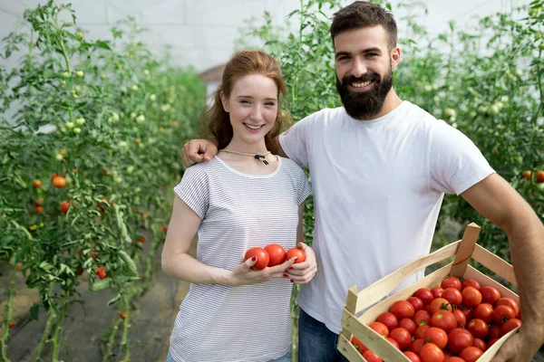 Leuke Vrouw Man Tomatenplant Bij Hothouse — Stockfoto