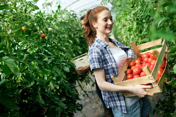 Giovane Lavoratrice Agricola Sorridente Una Cassa Pomodori Davanti Che Lavora — Foto Stock