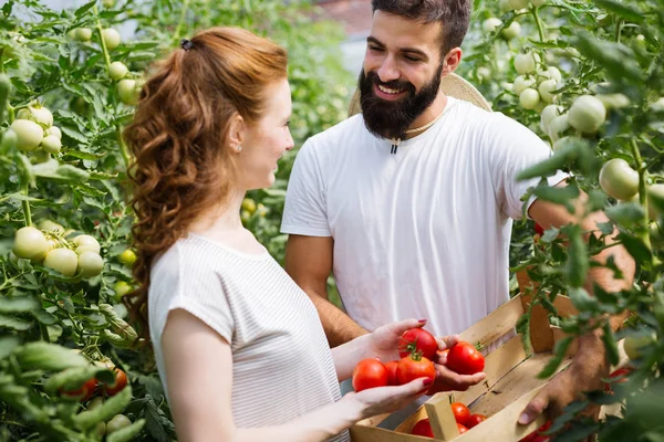 Leuke Vrouw Man Tomatenplant Bij Hothouse — Stockfoto