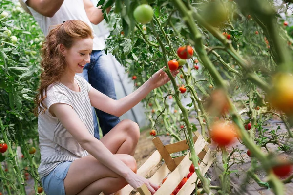 Beautiful Woman Working Tomato Greenhouse — Stock Photo, Image