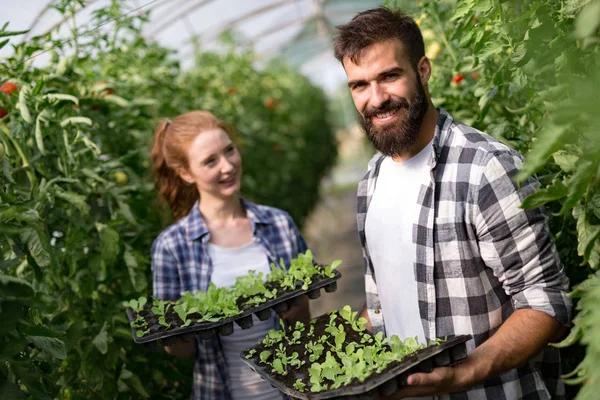 Giovani Coppie Che Coltivano Verdure Una Serra Moderna — Foto Stock