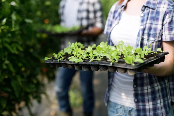 Twee Aantrekkelijke Jonge Mensen Werken Kas Plantgoed Zaailingen — Stockfoto