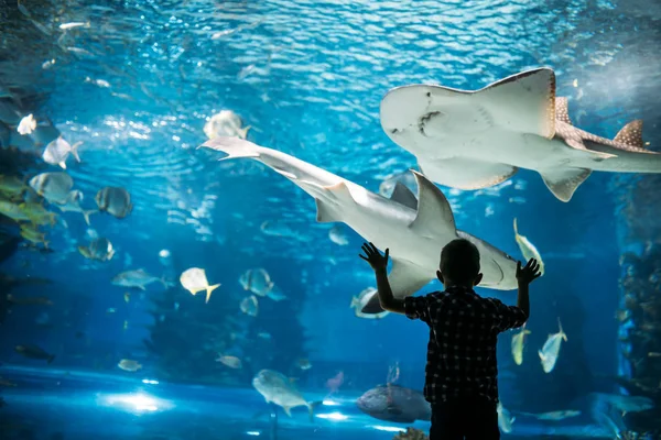 Silhouet Van Een Jonge Jongen Vissen Het Aquarium Kijken — Stockfoto