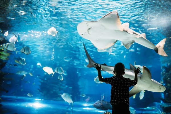 Silhouet Van Een Jonge Jongen Vissen Het Aquarium Kijken — Stockfoto