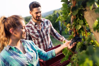 Şaraphane üzüm şarap tatma şarap üretici aile