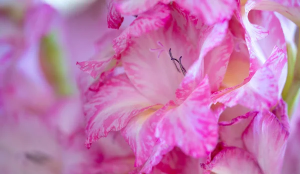 Närbild Rosa Och Vita Gladiolus Blommor Sommaren — Stockfoto