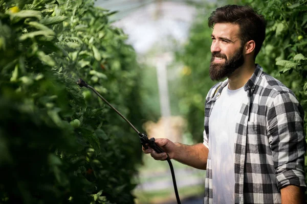 Atractivo Feliz Agricultor Masculino Trabajando Invernadero — Foto de Stock