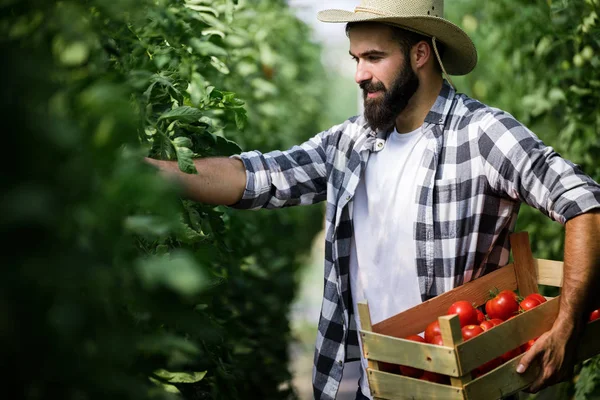 Giovane Uomo Attraente Raccolta Pomodoro Serra — Foto Stock