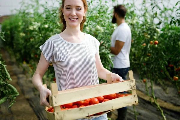 Joven Linda Mujer Trabajando Invernadero — Foto de Stock