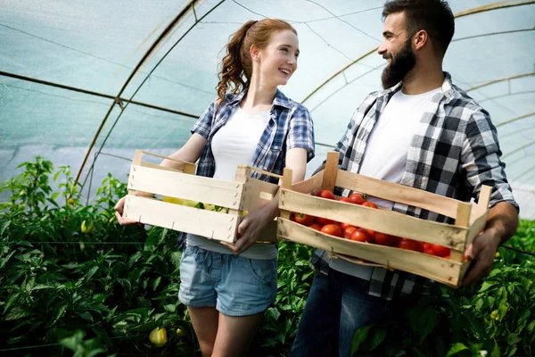Wanita Dan Pria Mengumpulkan Panen Tomat Peternakan Rumah Kaca — Stok Foto