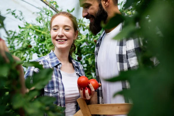 Jovens Felizes Casal Agricultores Que Trabalham Estufa — Fotografia de Stock