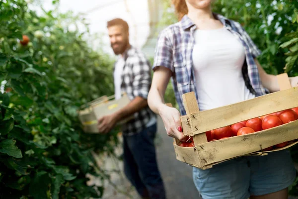 Casal Jovem Cultivando Legumes Uma Estufa Moderna — Fotografia de Stock