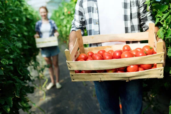 Two Young Handsome People Working Greenhouse — Stock Photo, Image