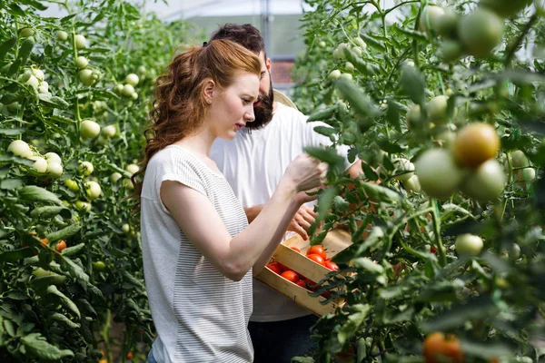 Young Couple Farming Vegetables Modern Greenhouse — Stock Photo, Image