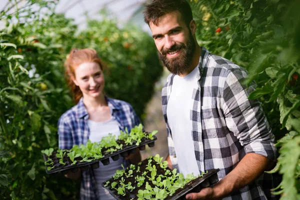 Twee Slimme Mensen Werken Een Kas — Stockfoto