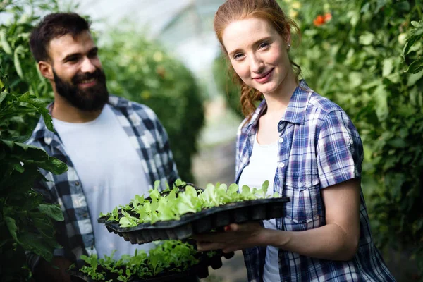 Young happy couple of farmers working in greenhouse