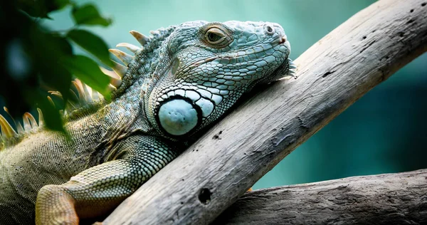 Ein Grüner Leguan Steht Auf Einem Ast — Stockfoto