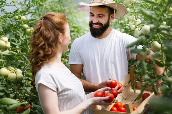 Ungt Par Farming Grönsaker Ett Modernt Växthus — Stockfoto