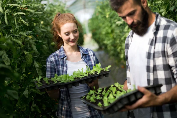 Leuke Vrouw Man Tomatenplant Bij Hothouse — Stockfoto