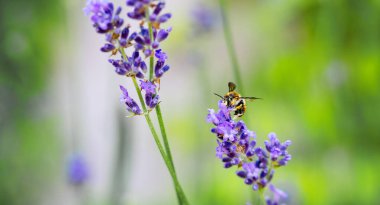 Lavanta çiçekli bal arısı. Arı polen topluyor..