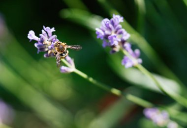 Doğal yeşil bir geçmişi olan İngiliz lavantasıyla beslenen bal arısı.