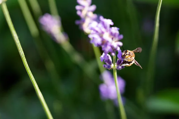 Abeille Miel Sur Fleur Lavande Abeille Collecte Pollen — Photo