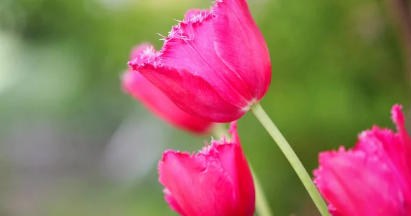 Bellissimi Pastelli Rosa Tulipani Macro Shot — Foto Stock