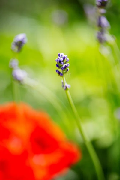 Primo Piano Bellissimi Fiori Colorati Vivaci Giardino — Foto Stock