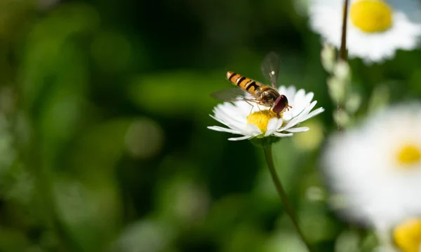 Hermoso Insecto Volador Despegando Una Flor Margarita Jardín —  Fotos de Stock